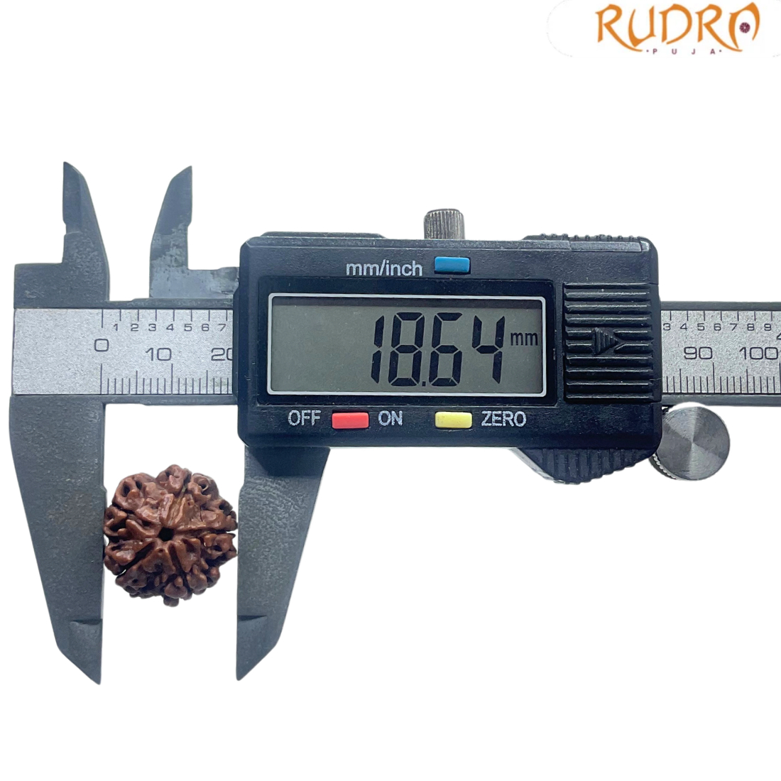 5 Mukhi Nepal Rudraksha - (18.64 MM)