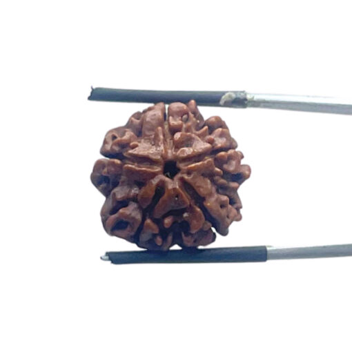 5 Mukhi Nepal Rudraksha - (18.64 MM)