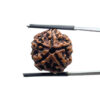 5 Mukhi Nepal Rudraksha - (18.73 MM)