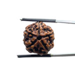 5 Mukhi Nepal Rudraksha - (18.73 MM)
