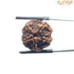 5 Mukhi Nepal Rudraksha - (18.73 MM)