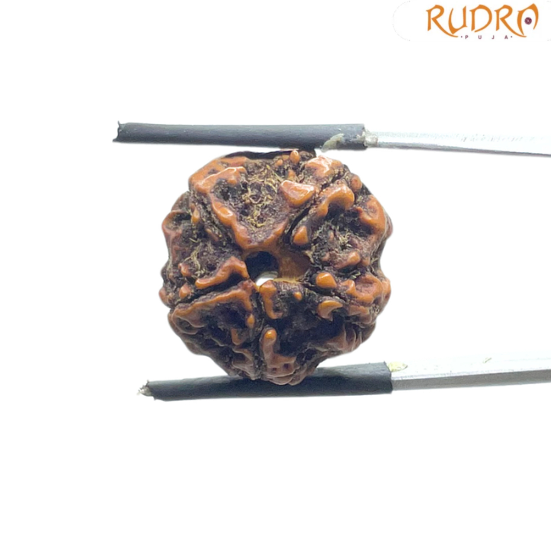 5 Mukhi Nepal Rudraksha - (18.73 MM)