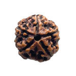 5 Mukhi Nepal Rudraksha - (18.73 MM)