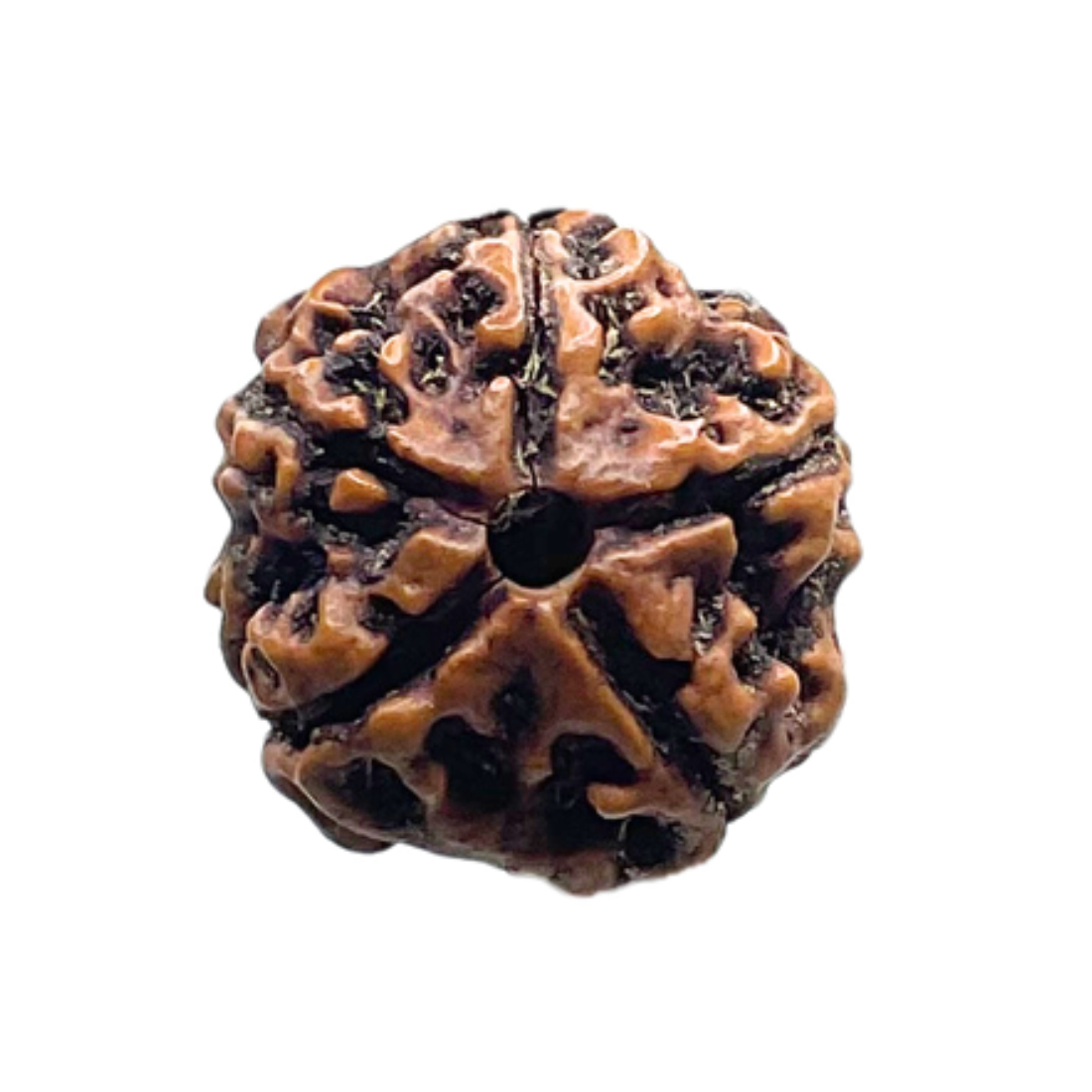 5 Mukhi Nepal Rudraksha - (18.73 MM)