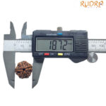 5 Mukhi Nepal Rudraksha - (18.73 MM)