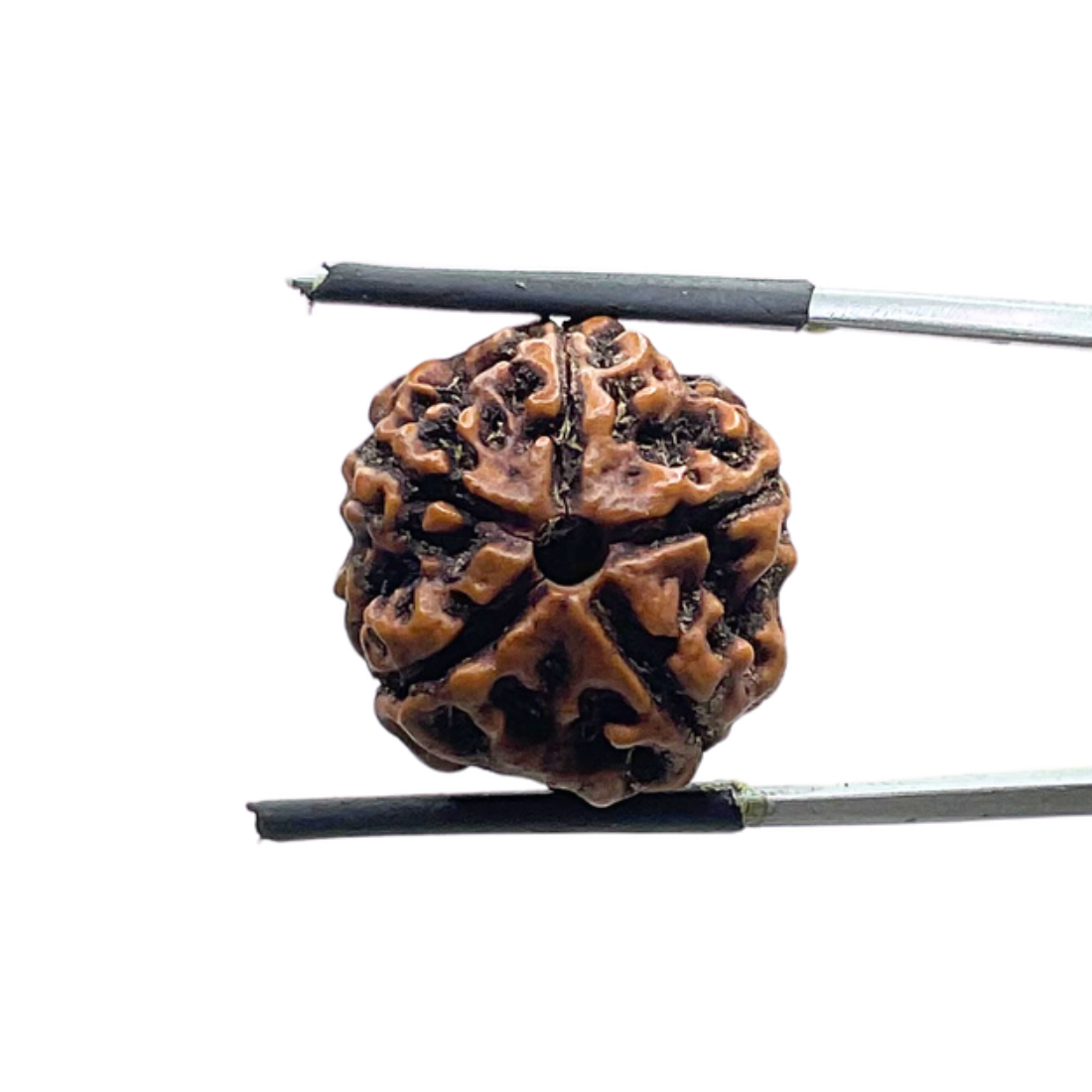 5 Mukhi Nepal Rudraksha - (18.73 MM)