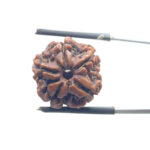 5 Mukhi Nepal Rudraksha - (19.10 MM)