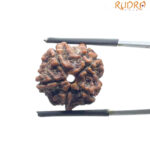 5 Mukhi Nepal Rudraksha - (19.10 MM)