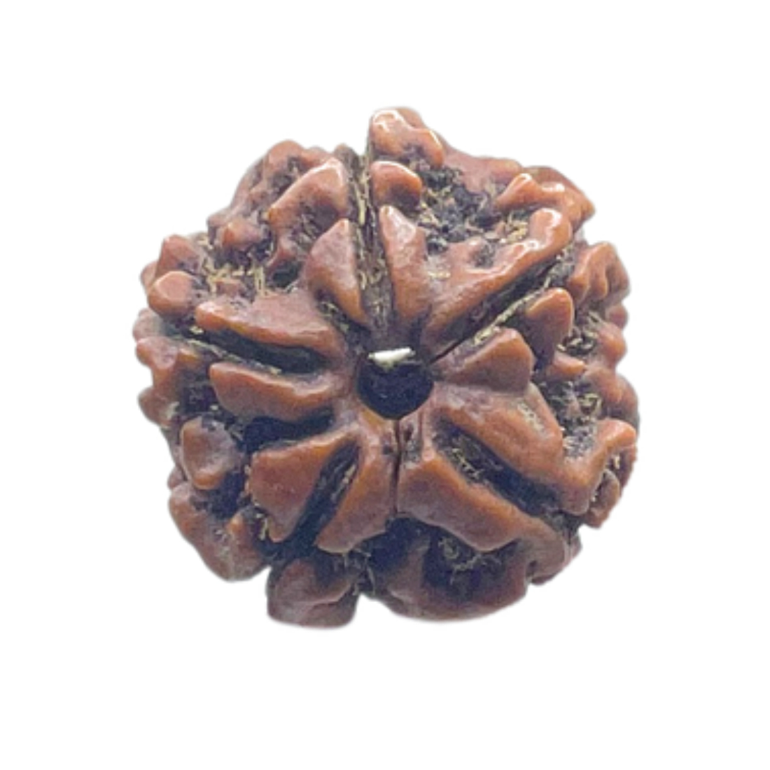 5 Mukhi Nepal Rudraksha - (19.10 MM)