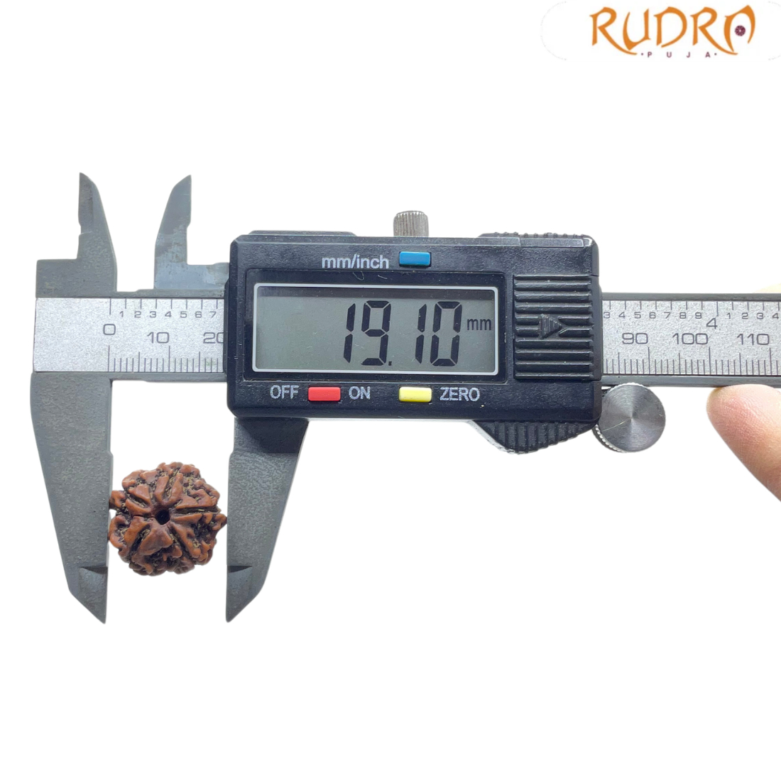 5 Mukhi Nepal Rudraksha - (19.10 MM)