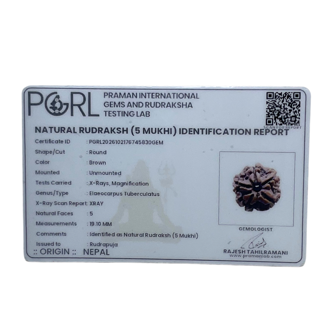 5 Mukhi Nepal Rudraksha - (19.10 MM)