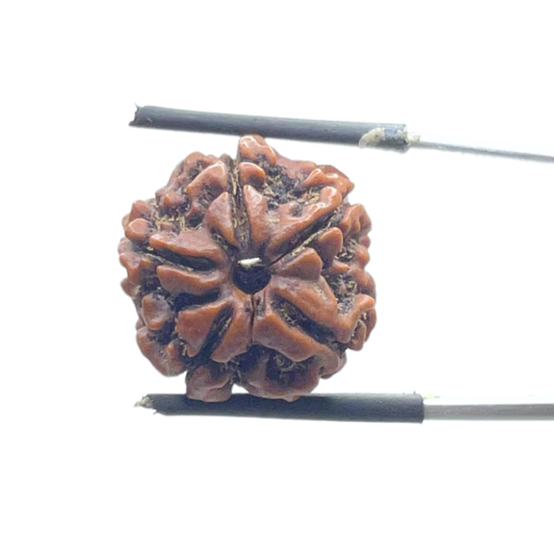 5 Mukhi Nepal Rudraksha - (19.10 MM)