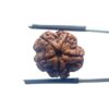 5 Mukhi Nepal Rudraksha - (20.72 MM)