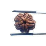 5 Mukhi Nepal Rudraksha - (20.72 MM)