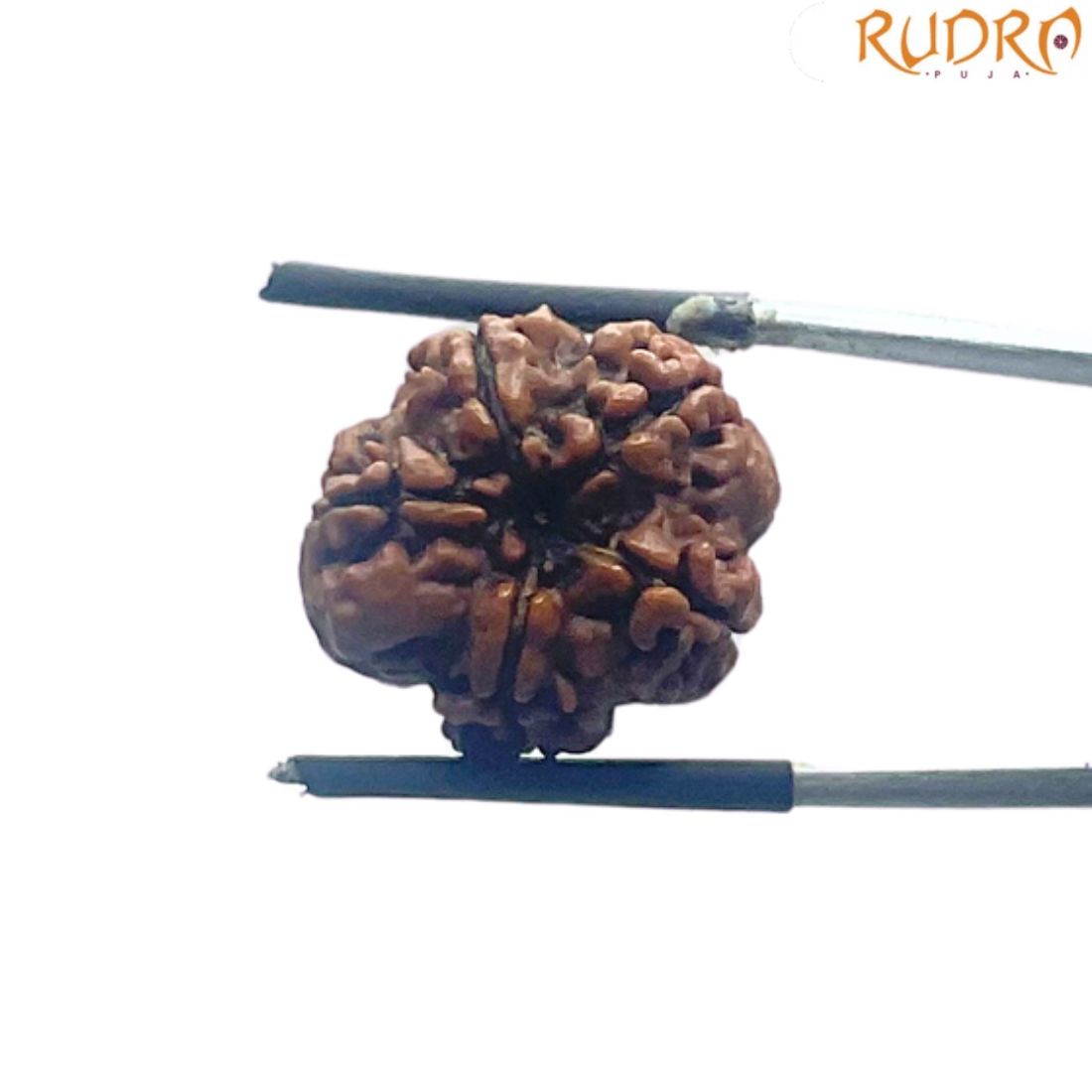 5 Mukhi Nepal Rudraksha - (20.72 MM)