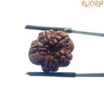 5 Mukhi Nepal Rudraksha - (19.15 MM)