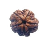 5 Mukhi Nepal Rudraksha - (19.15 MM)