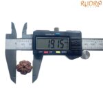 5 Mukhi Nepal Rudraksha - (20.72 MM)