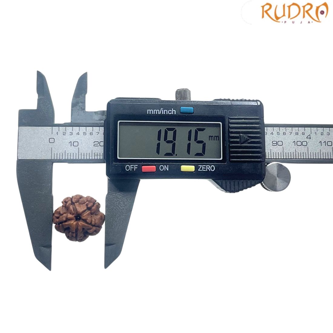 5 Mukhi Nepal Rudraksha - (20.72 MM)