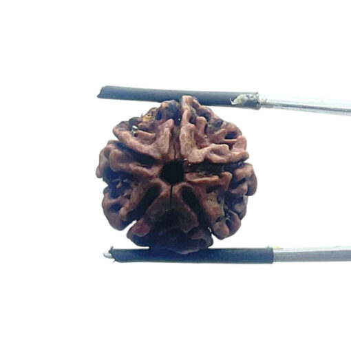 5 Mukhi Nepal Rudraksha - (19.32 MM)
