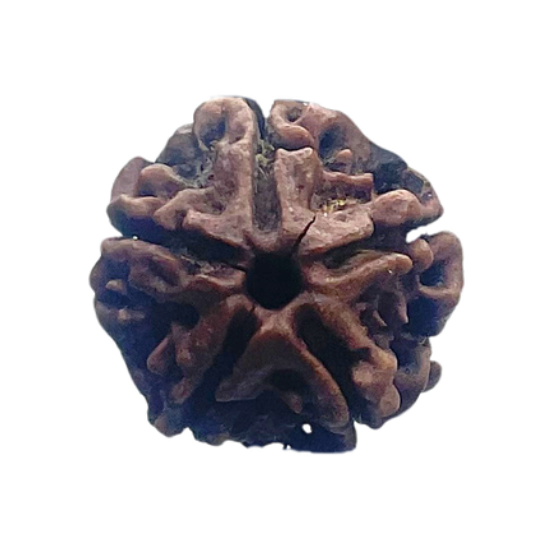 5 Mukhi Nepal Rudraksha - (19.32 MM)