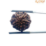 5 Mukhi Nepal Rudraksha - (19.32 MM)