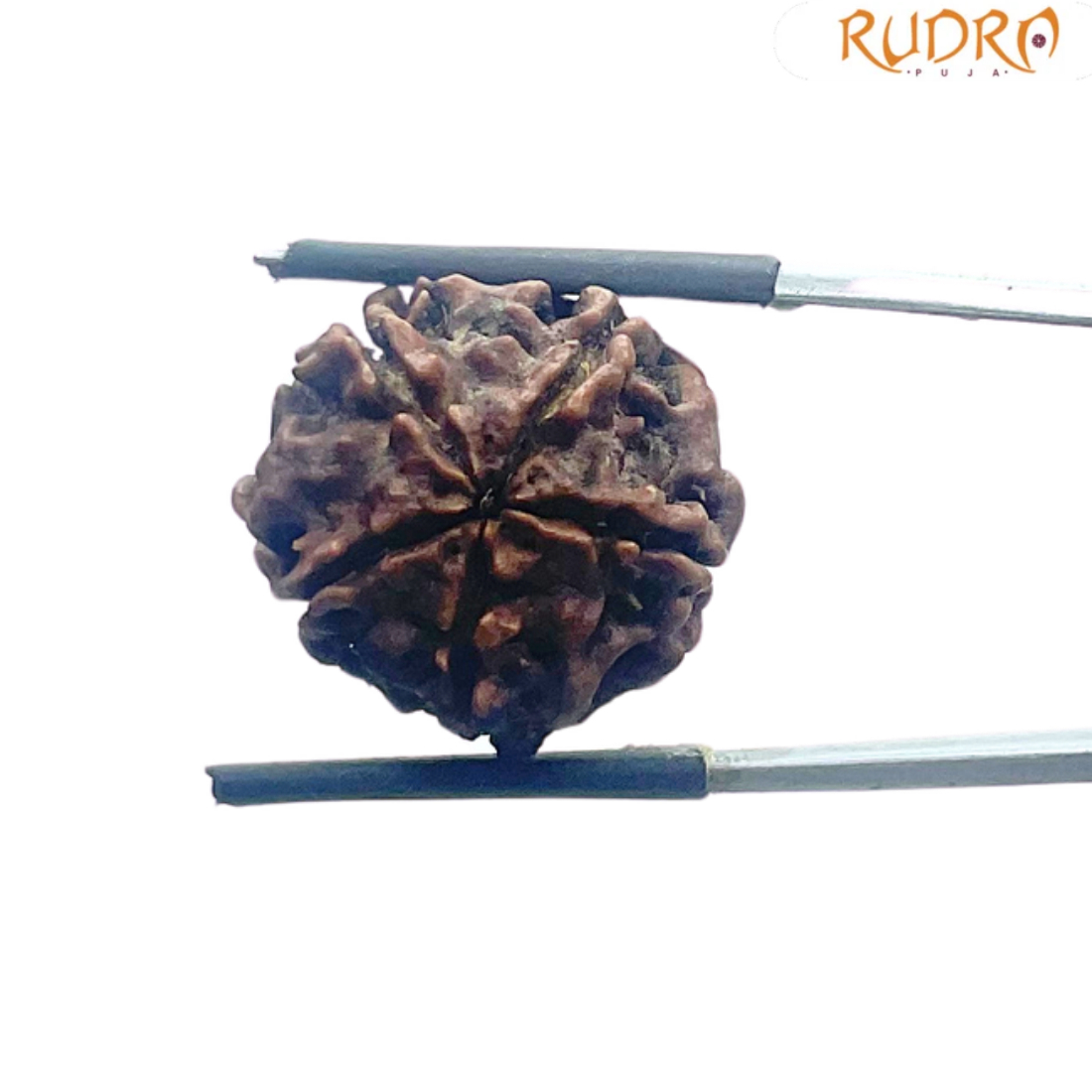 5 Mukhi Nepal Rudraksha - (19.32 MM)
