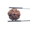 5 Mukhi Nepal Rudraksha - (19.40 MM)