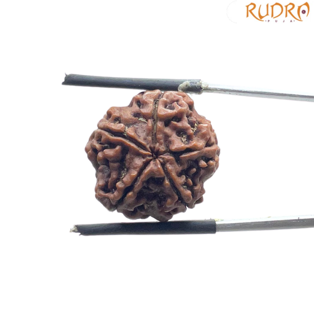 5 Mukhi Nepal Rudraksha - (19.40 MM)