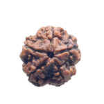 5 Mukhi Nepal Rudraksha - (19.40 MM)