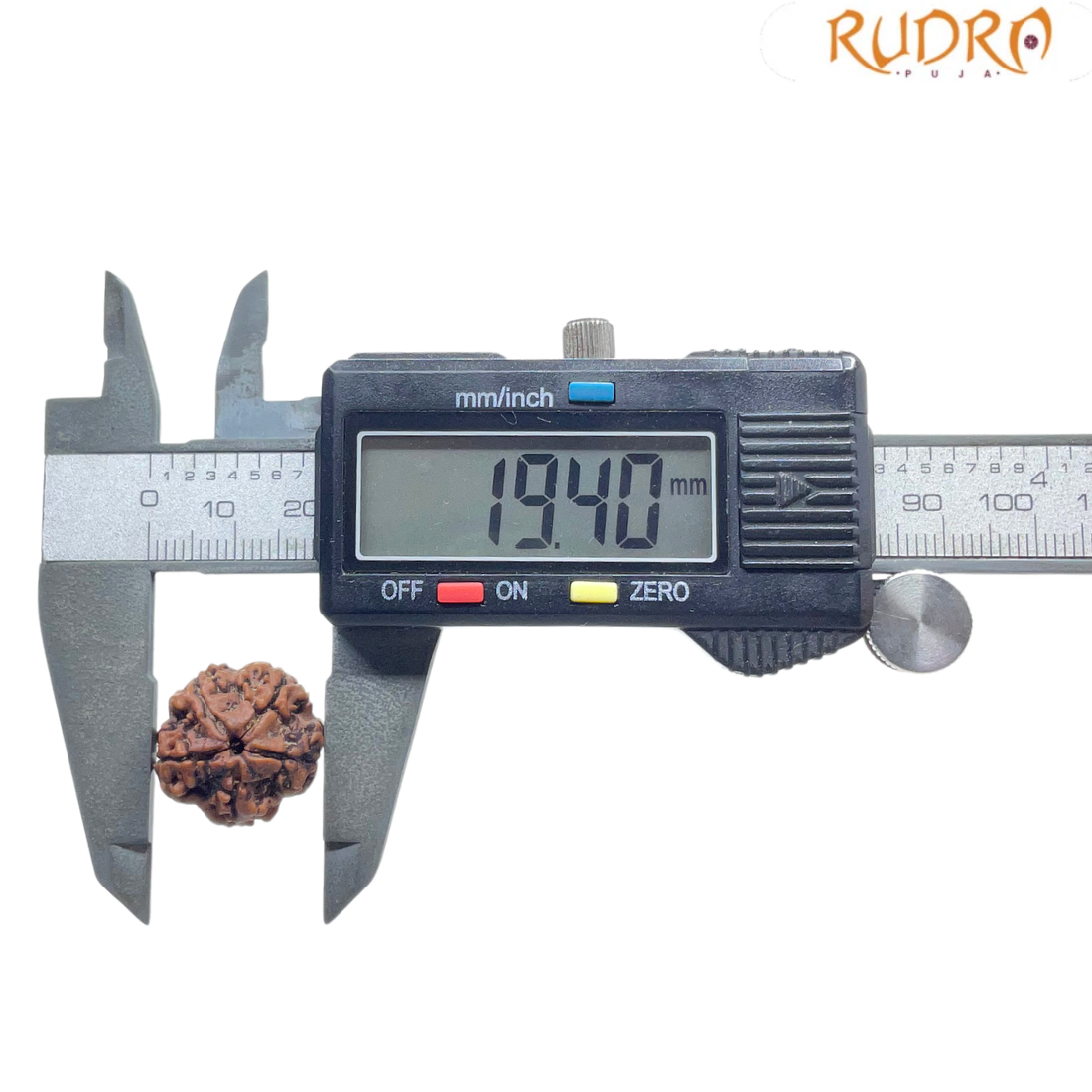 5 Mukhi Nepal Rudraksha - (19.40 MM)