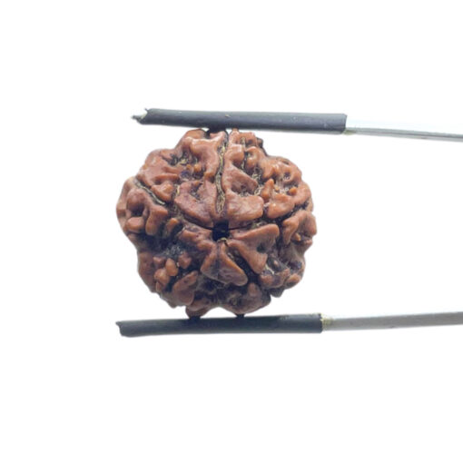 5 Mukhi Nepal Rudraksha - (19.40 MM)
