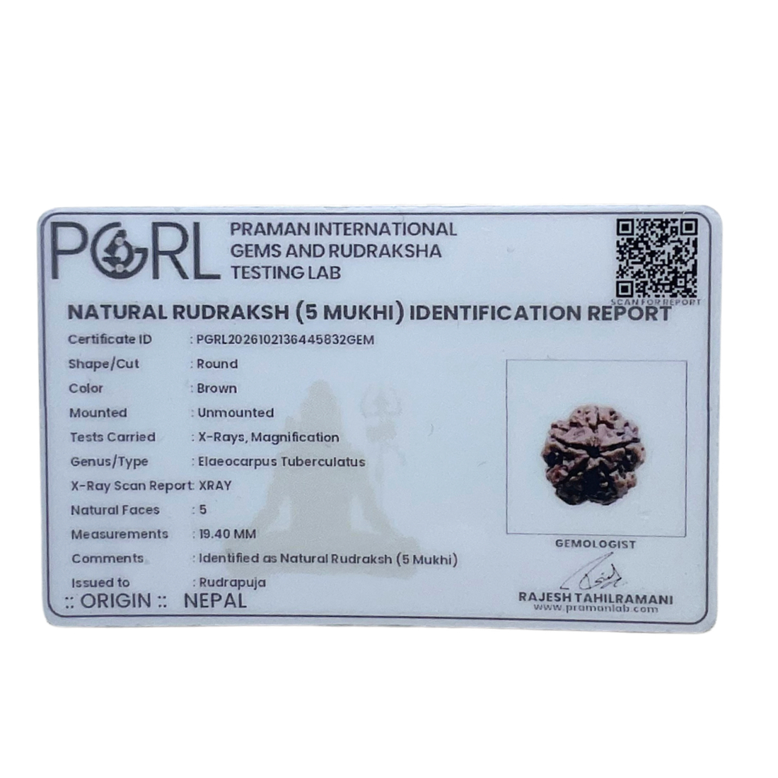 5 Mukhi Nepal Rudraksha - (19.40 MM)