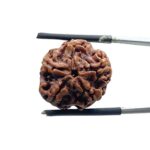 5 Mukhi Nepal Rudraksha - (19.75 MM)