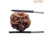 5 Mukhi Nepal Rudraksha - (19.75 MM)