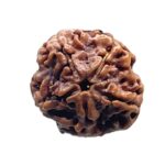 5 Mukhi Nepal Rudraksha - (19.75 MM)