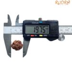 5 Mukhi Nepal Rudraksha - (19.75 MM)