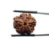 5 Mukhi Nepal Rudraksha - (19.85 MM)