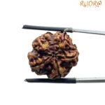 5 Mukhi Nepal Rudraksha - (19.85 MM) - Image 2
