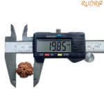 5 Mukhi Nepal Rudraksha - (19.85 MM)