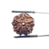 5 Mukhi Nepal Rudraksha - (19.98 MM)