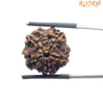 5 Mukhi Nepal Rudraksha - (19.98 MM)
