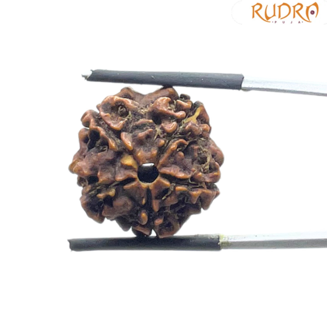 5 Mukhi Nepal Rudraksha - (19.98 MM)