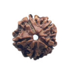 5 Mukhi Nepal Rudraksha - (19.98 MM)