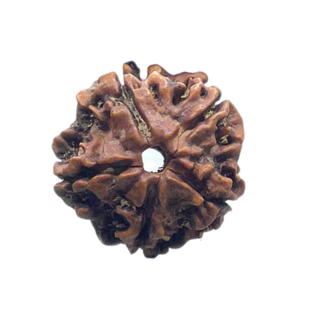 5 Mukhi Nepal Rudraksha - (19.98 MM)