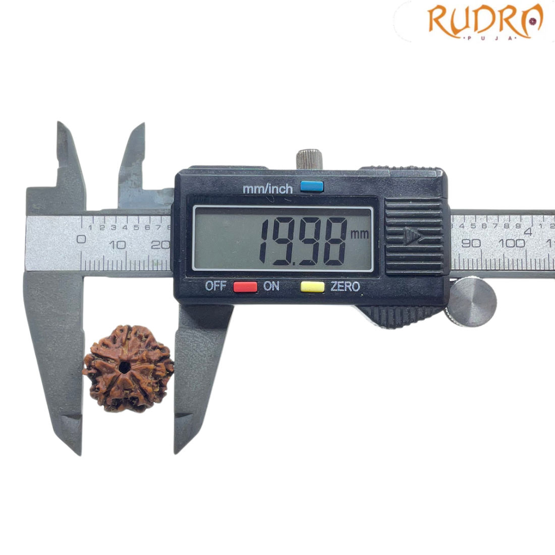 5 Mukhi Nepal Rudraksha - (19.98 MM)