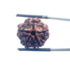 5 Mukhi Nepal Rudraksha - (20.00 MM)