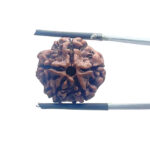 5 Mukhi Nepal Rudraksha - (20.00 MM)