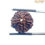 5 Mukhi Nepal Rudraksha - (20.00 MM)