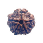 5 Mukhi Nepal Rudraksha - (20.00 MM)